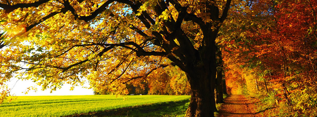 Waldweg Herbst